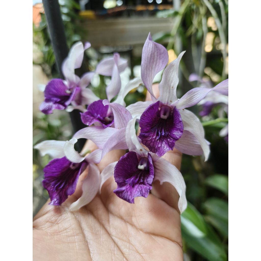 Dendrobium Indonesia Raya Blue