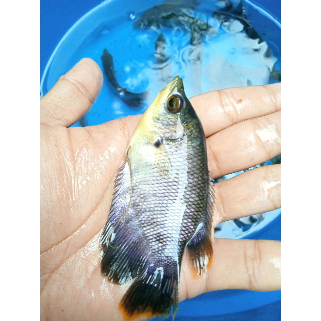 Benih ikan gurame soang 10ekor +bonus 1ekor  Gurame ukuran 3jari