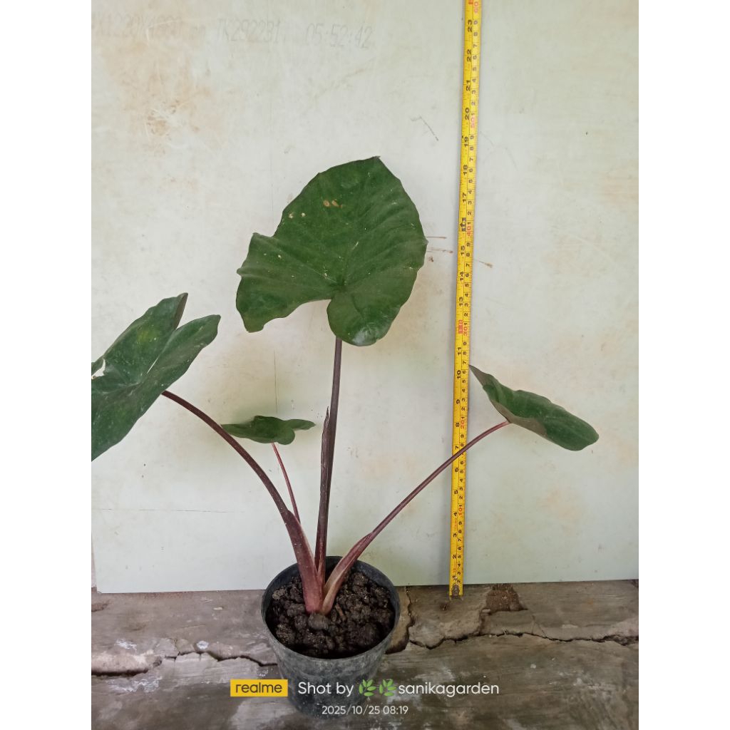 BIBIT KELADI SENTE HITAM