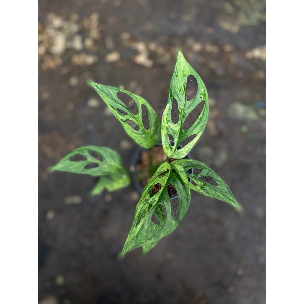 janda bolong varigata lokal/andansoni varigata