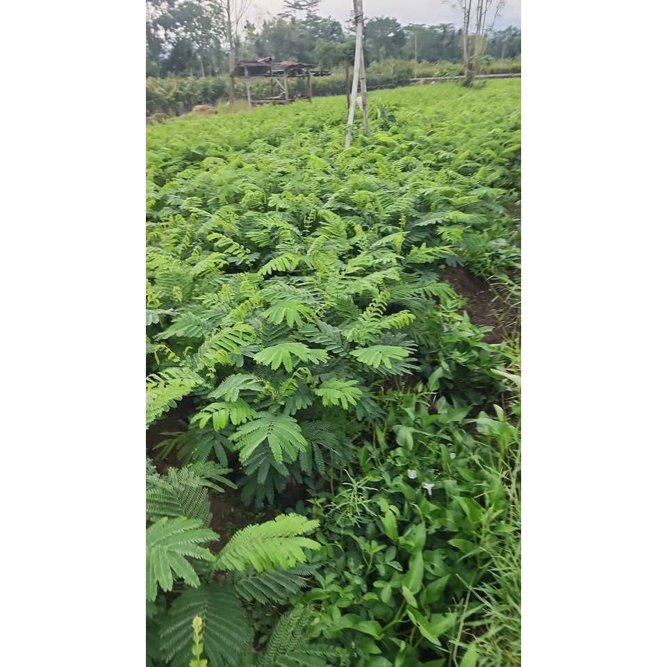 Bibit Sengon Laut – Kayu Cepat Panen & Investasi Hasil Menjanjikan