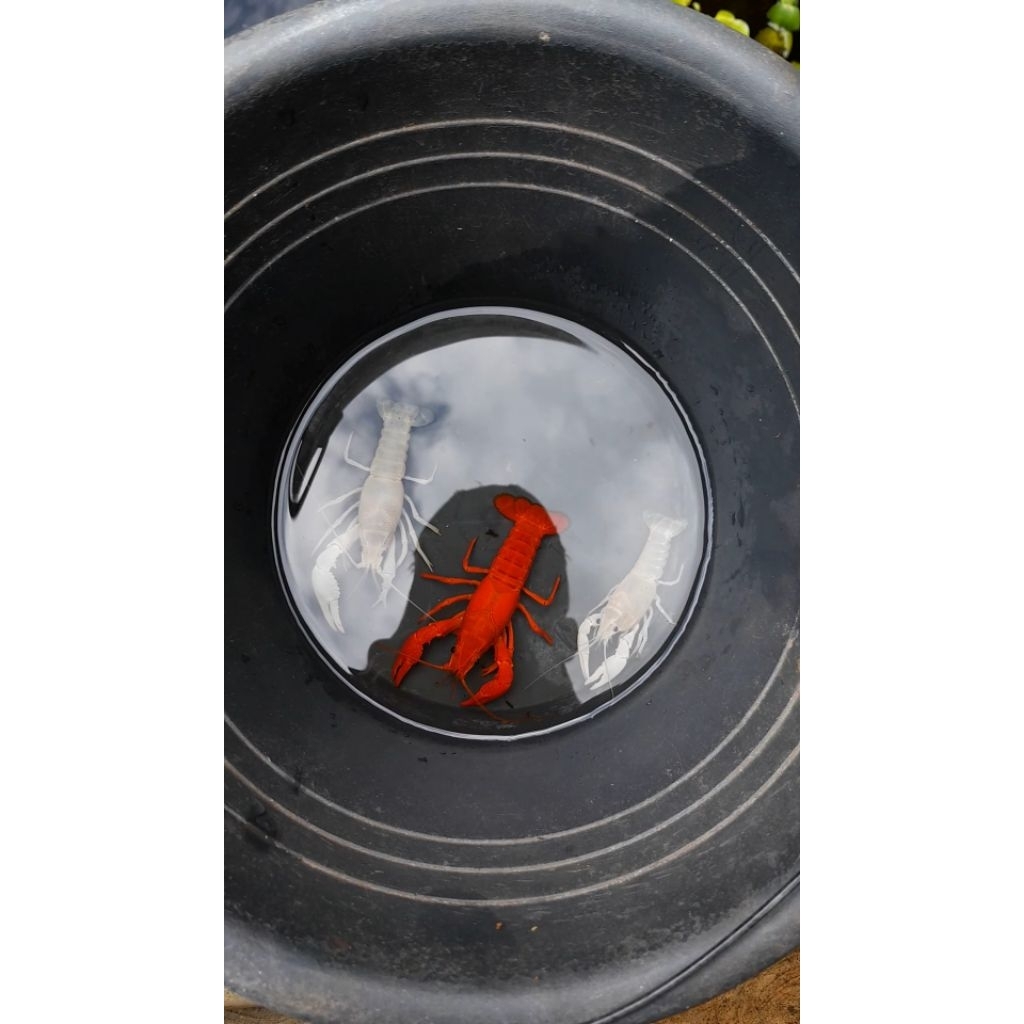 aksesories akuarium Lobster hias air tawar merah dan putih/Paket usaha Lobster untuk di jual kembali