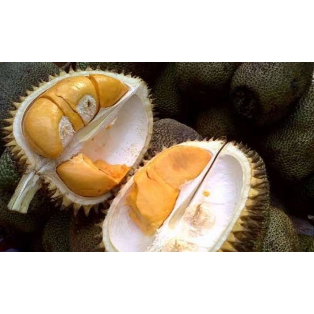 BUAH DURIAN BAWOR BULAT UTUH FRESH MANIS HARGA PER KG