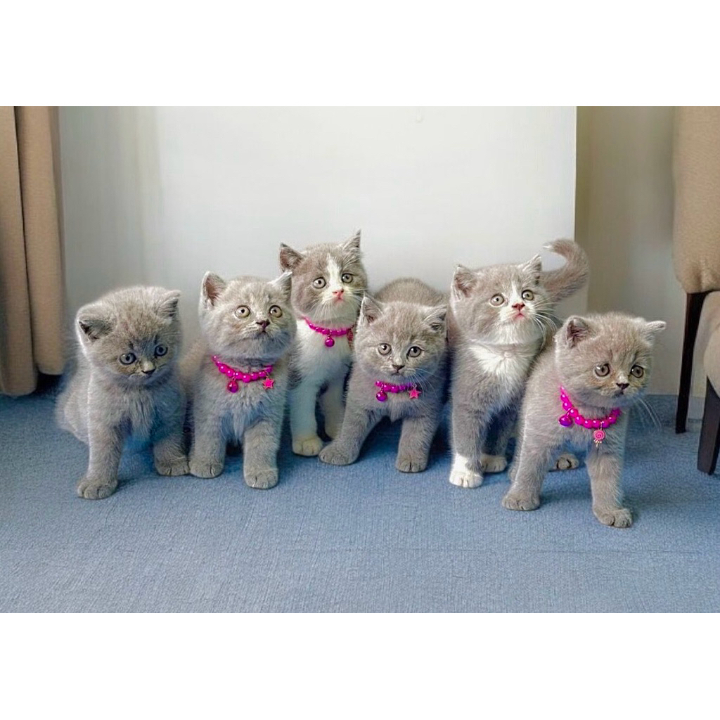 makanan kucing british shorthair blue dan bicolour