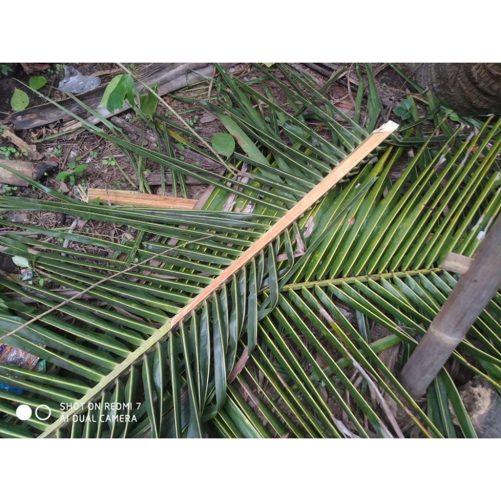 daun kelapa segar 10 helai