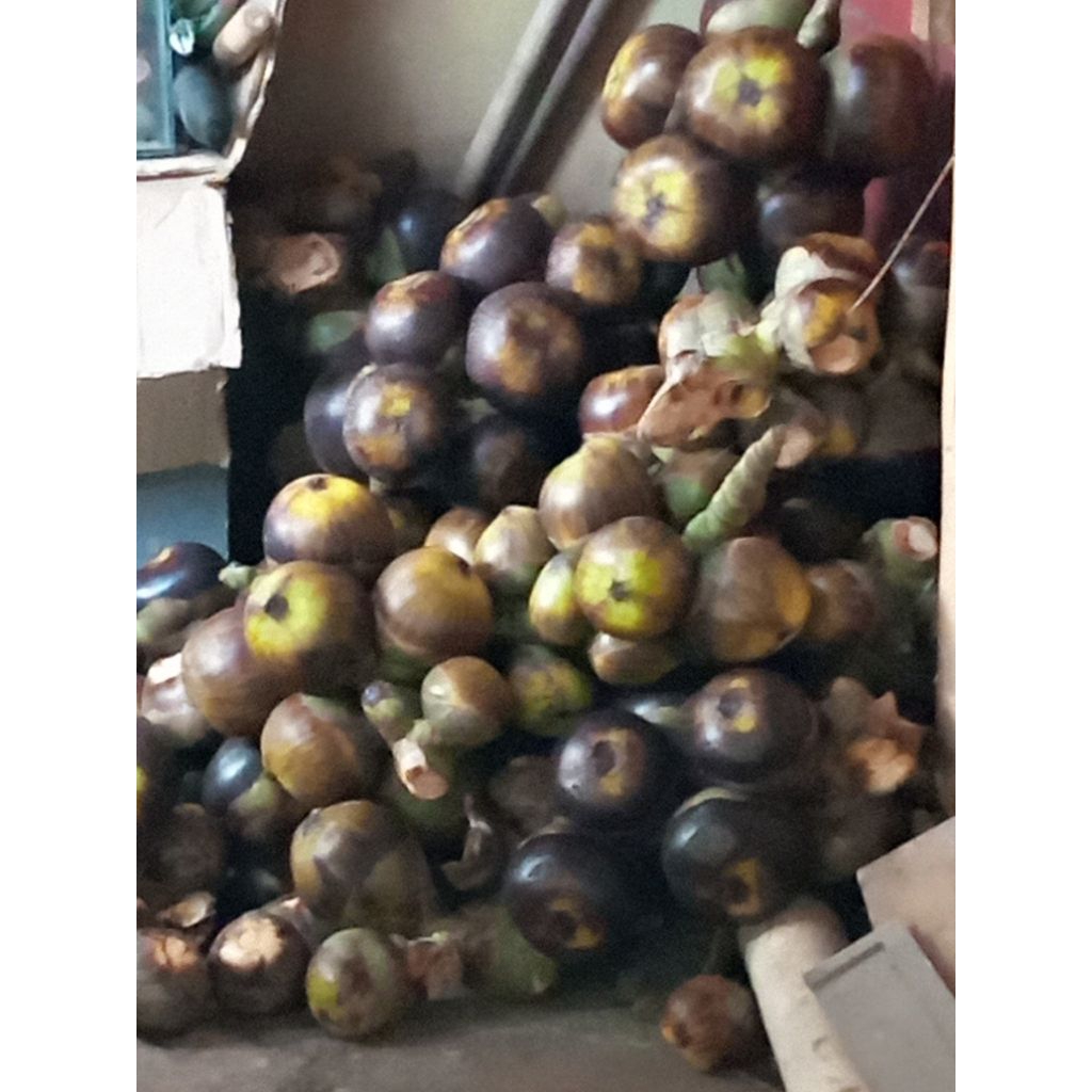 paket isi 5 buah lontar segar