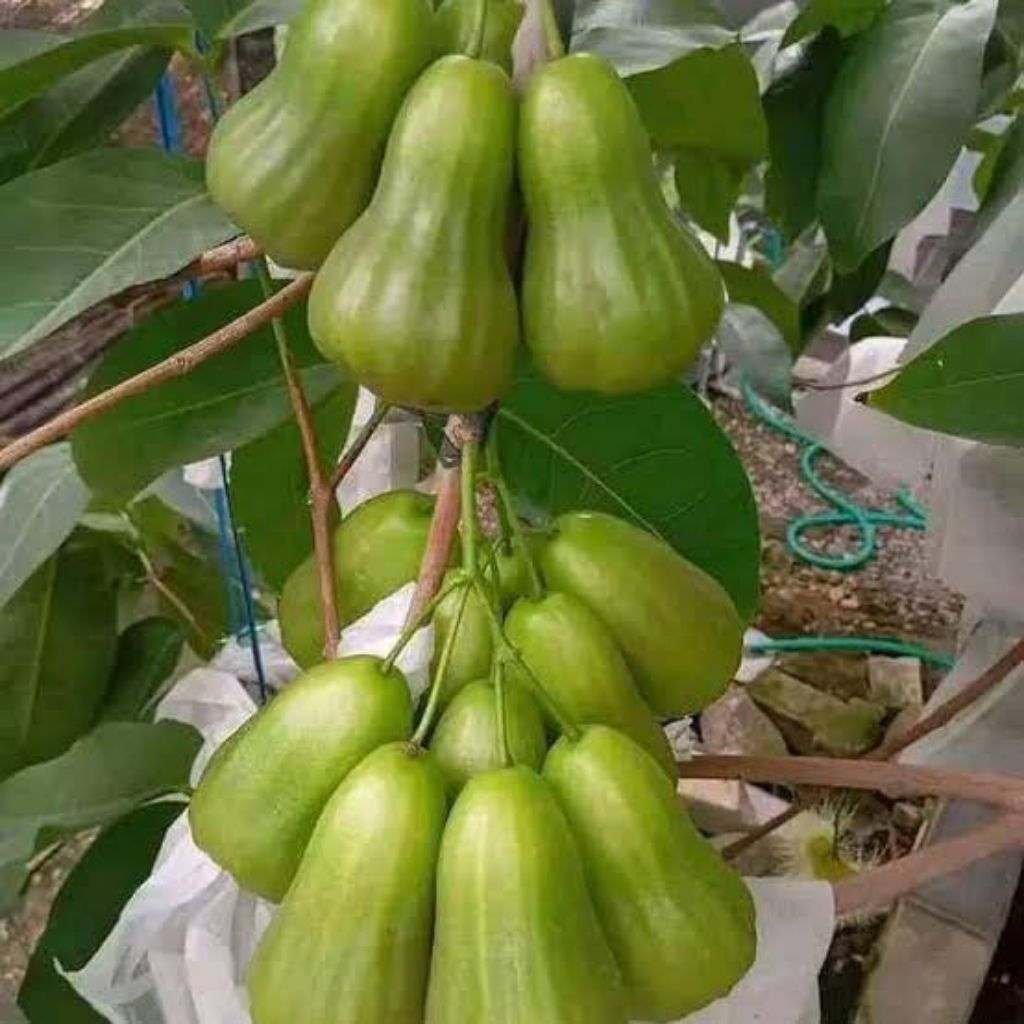 Bibit Jambu Air Green Giant