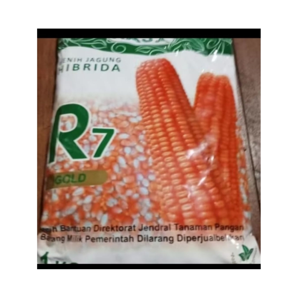 benih jagung hibrida raja R7 kemasan 1kg