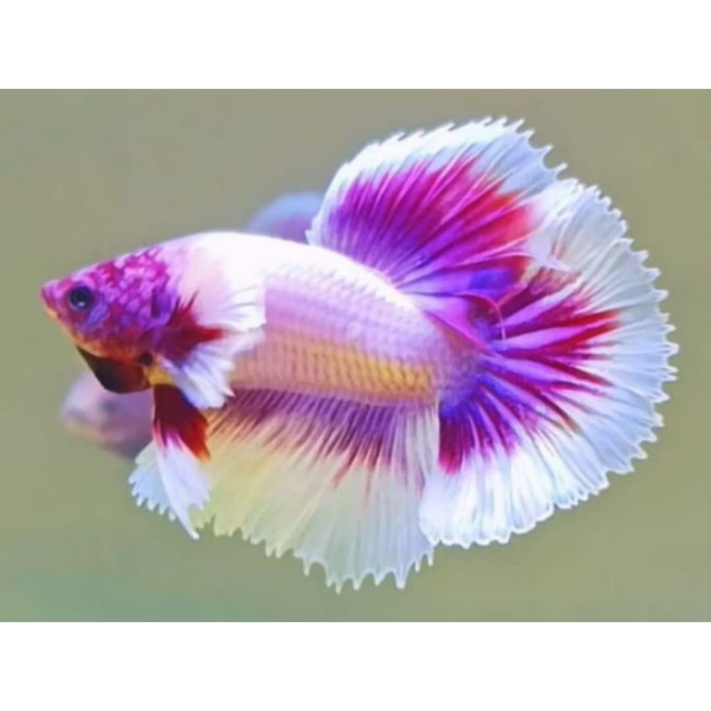 [COD] PROMO... CUPANG HALFMOON BIGEAR FLAMINGO | BLIZT ICHT OBAT BIRU IKAN CUPANG 100ml