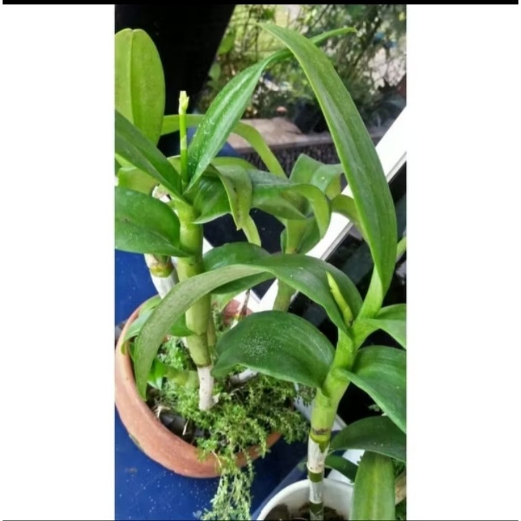 TANAMAN ANGGREK DENDROBIUM DEWASA - ANGGREK DENDROBIUM DEWASA