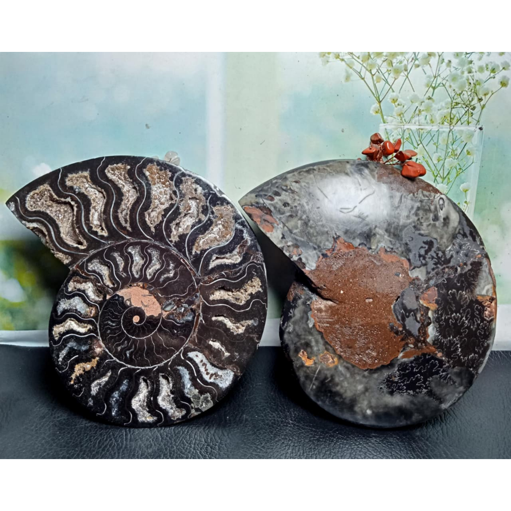 Batu Natural Fossil Keong Black_Ammonite Sepasang (3)