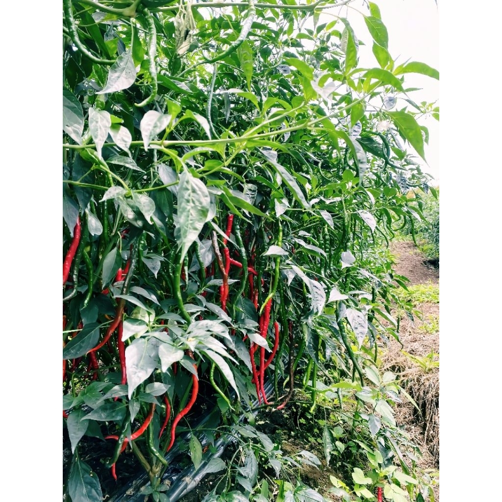 [[COD]]bibit/benih cabe lokal SIBORAS batang tinggi & buah lebat,tahan terhadap virus & jamur