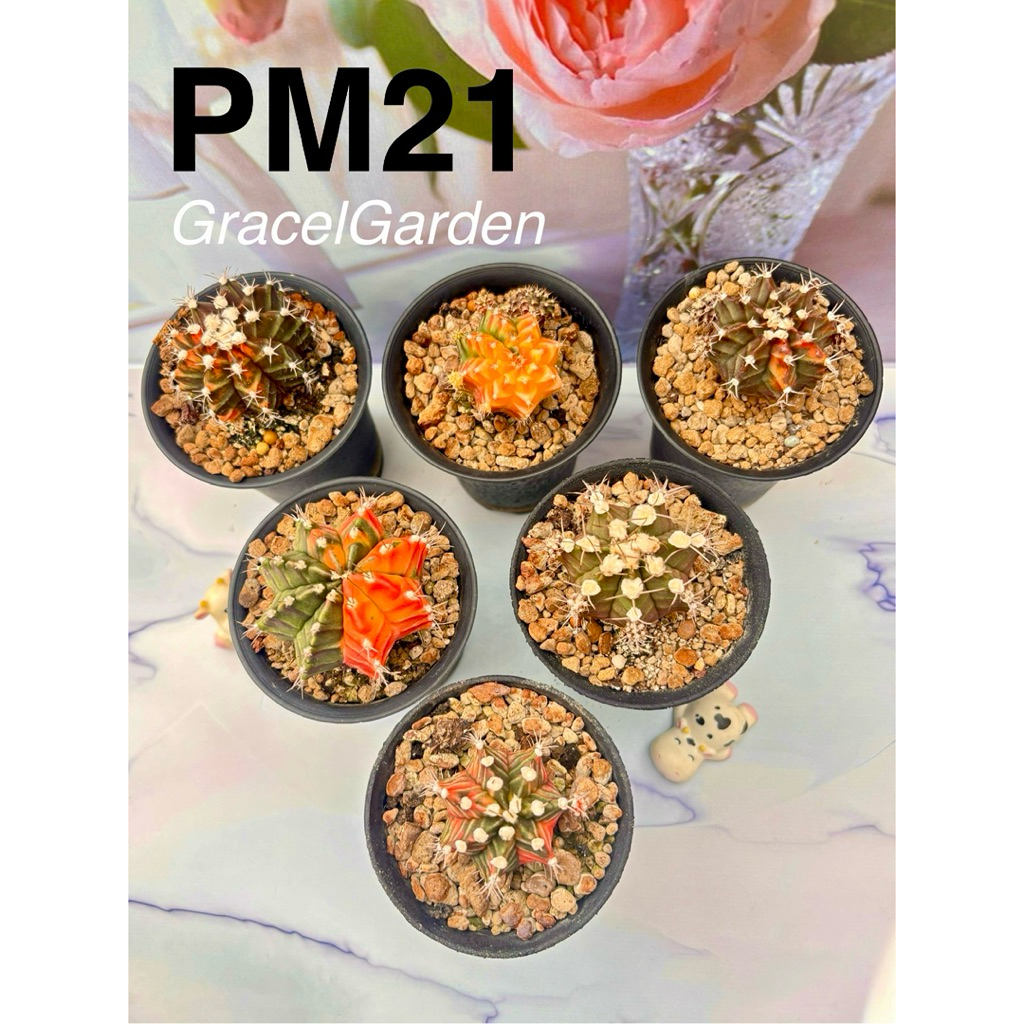 TERMURAH Paket Miha Var Gymno Variegata Mihanovichii