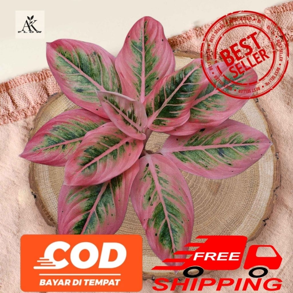 BISA COD Bibit anakan tanaman aglonema lotus delight termurah