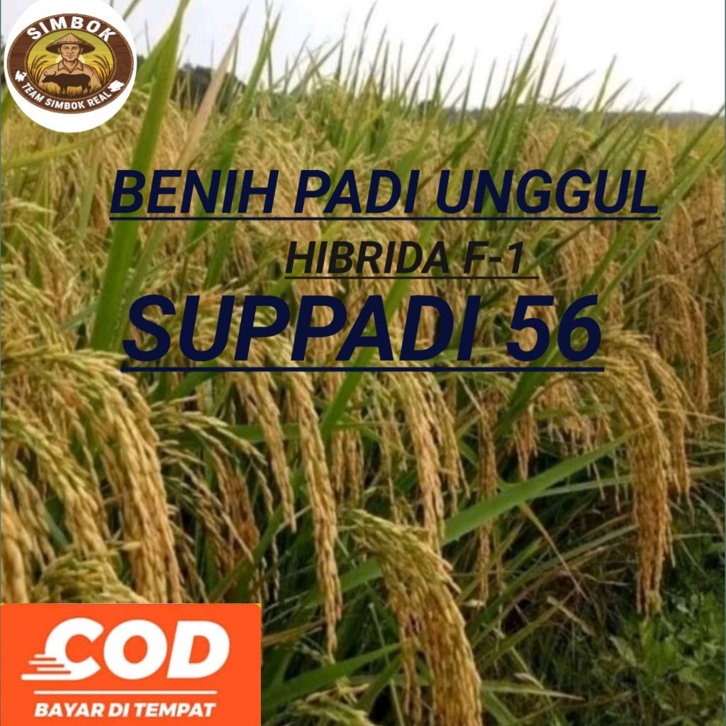(1KG) BENIH PADI HIBRIDA SUPPADI 56 BERKUALITAS UNGGUL 100%ORIGINAL