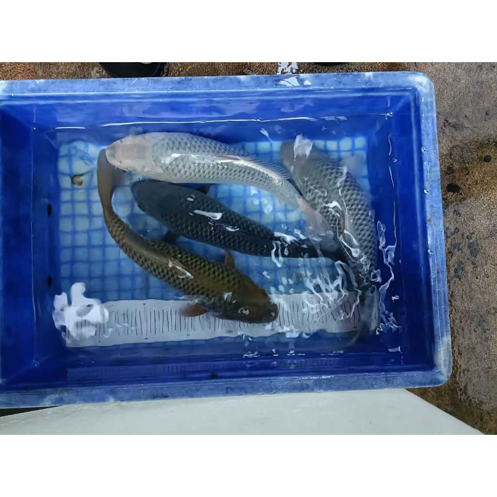 Ikan Koi Blitar Jumbo