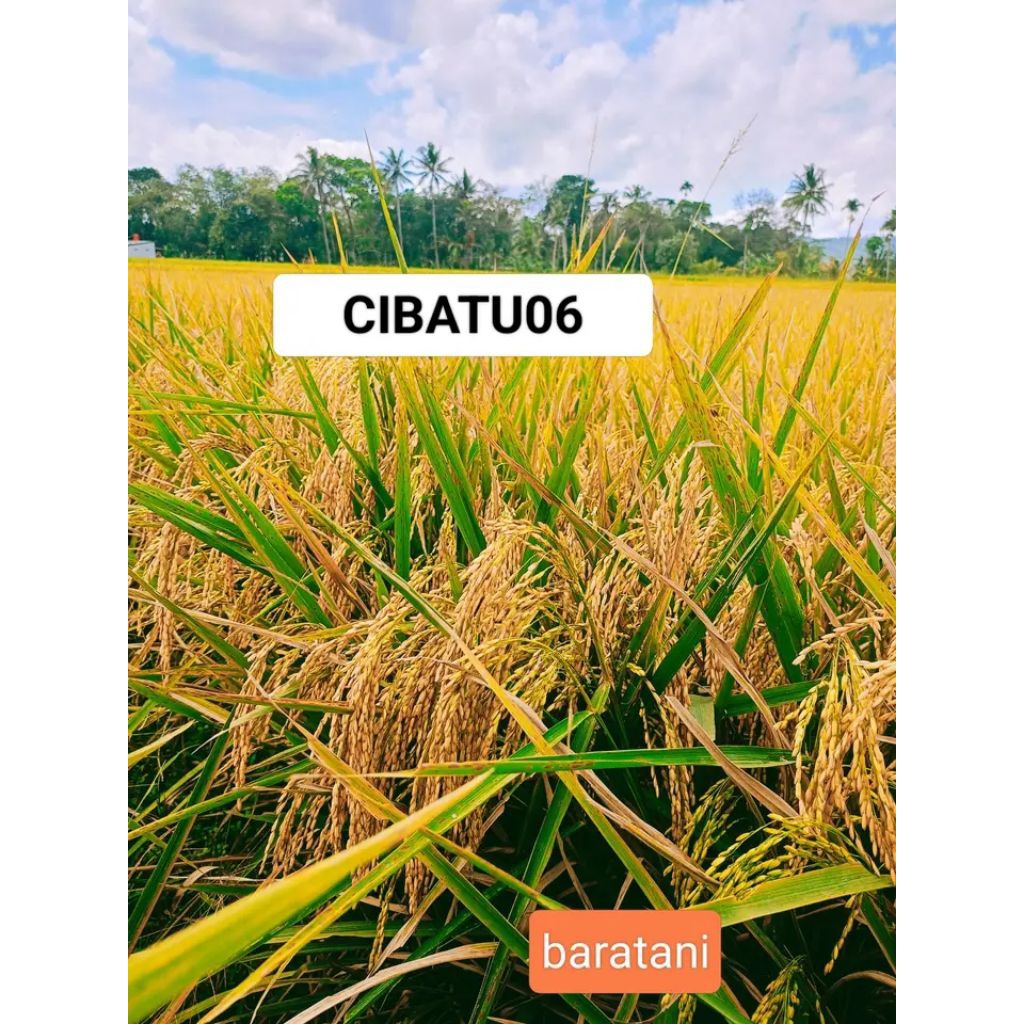 cibatu 06