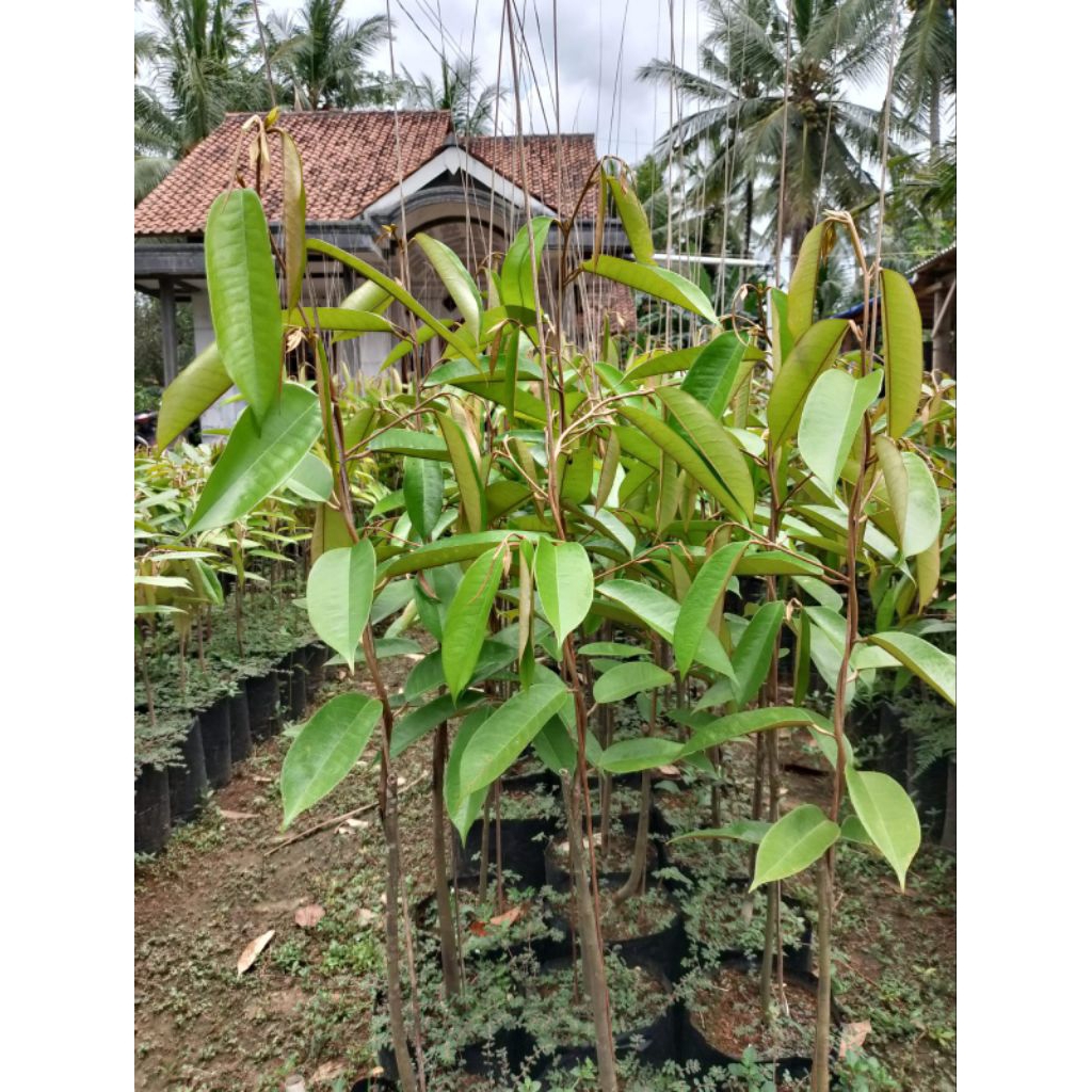 Durian DuriHitam/Durian Oche/Durian DH