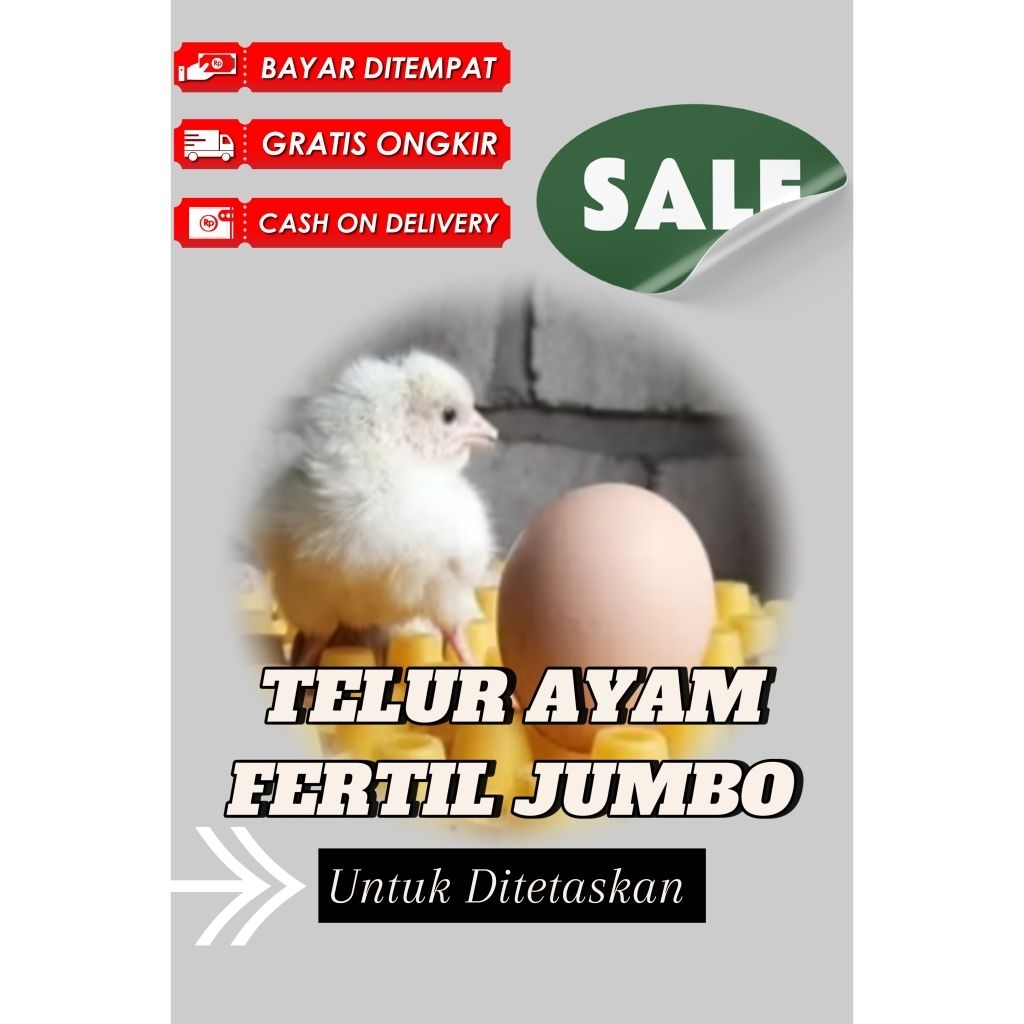 Telur Ayam Fertil JUMBO BP3 (Black Permud 3)