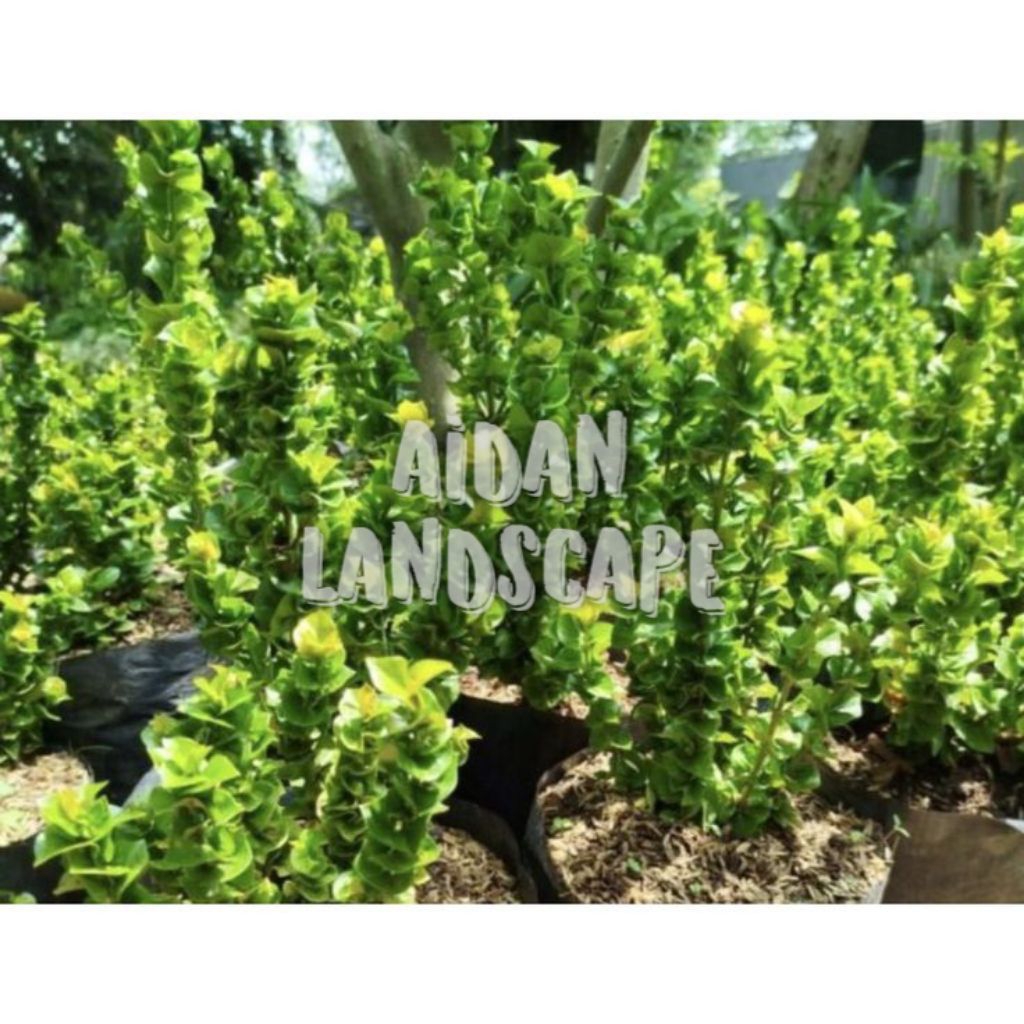 tanaman asoka tusuk sate soka tusuk sate bunga merah