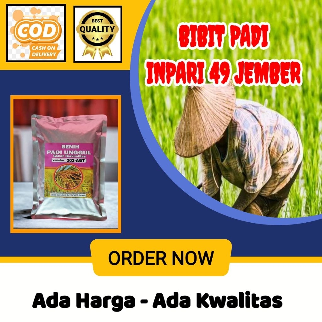INPARI-49 JEMBER BIBIT PADI UNGGUL KWALITAS TERBAIK 100%ORIGINAL KEMASAN 1KG
