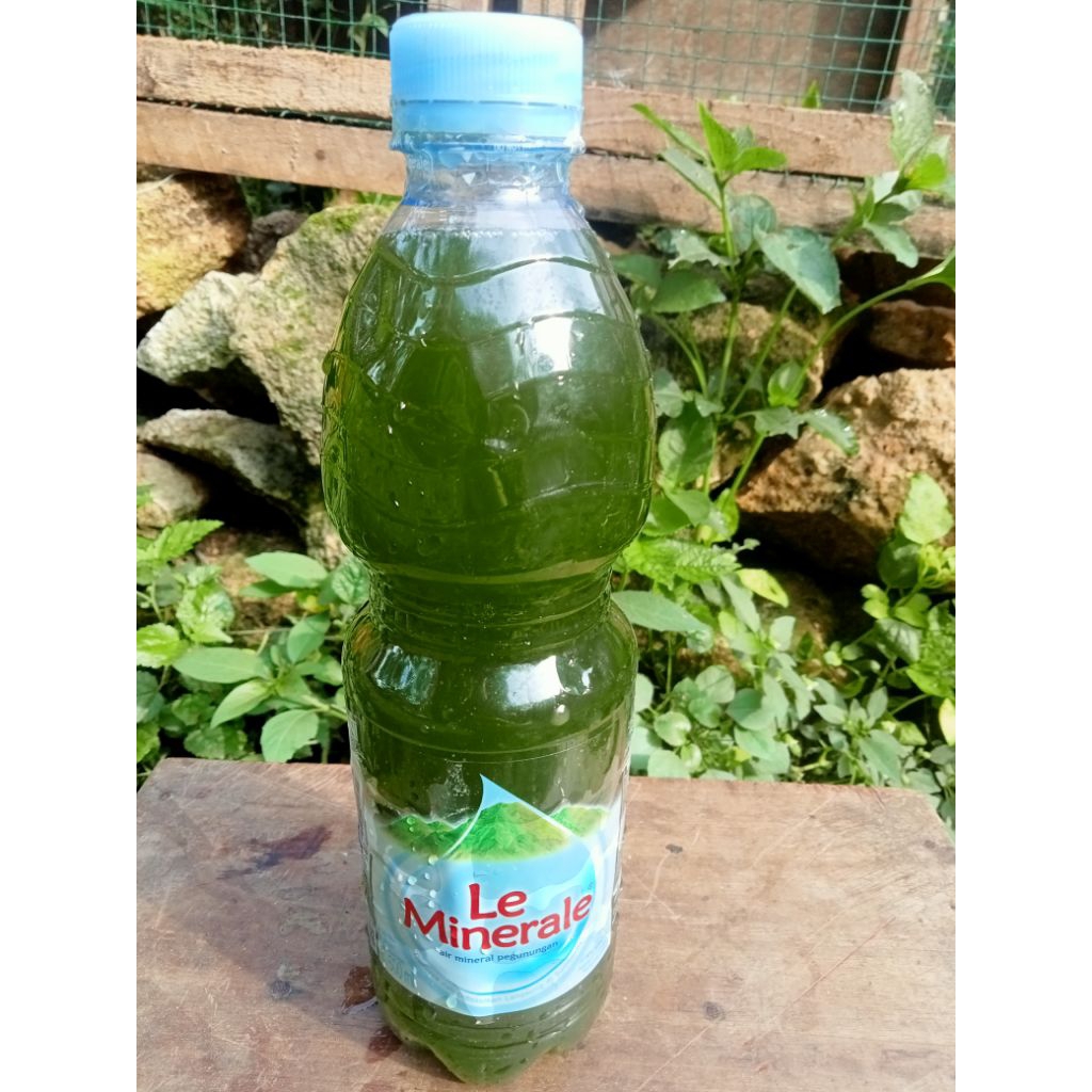 Green Water/Air Hijau Stater Chlorella Pakan kutu Air 600ml