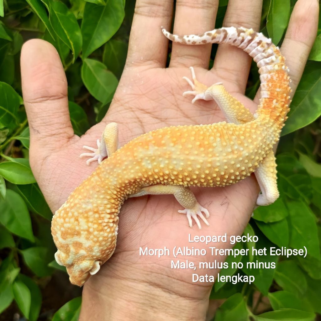 Albino Tremper het Eclipse