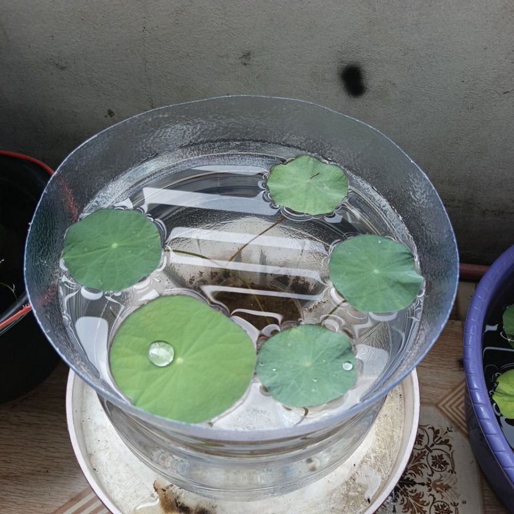 bunga teratai air hiasan kolam ikan