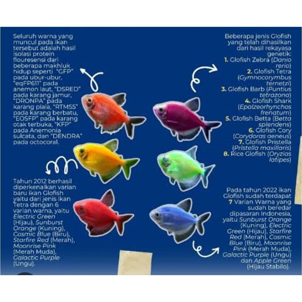 Glowfish tetra aquarium