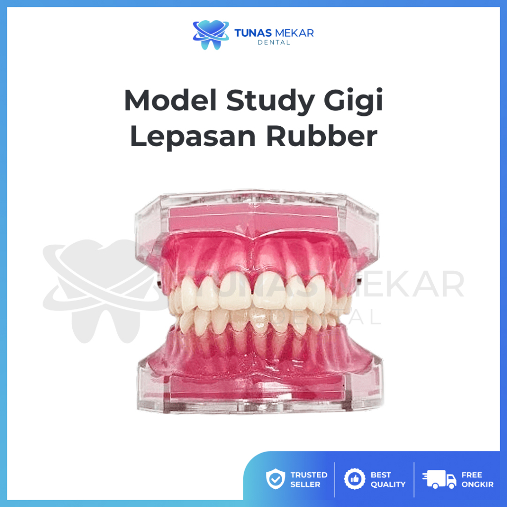 Dental Model Study Studi Gigi Lepasan Phantom Pantum Gigi Lepas Rubber