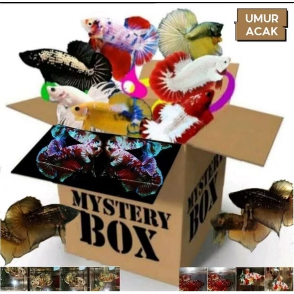 Misteri box ikan cupang isi 4-5