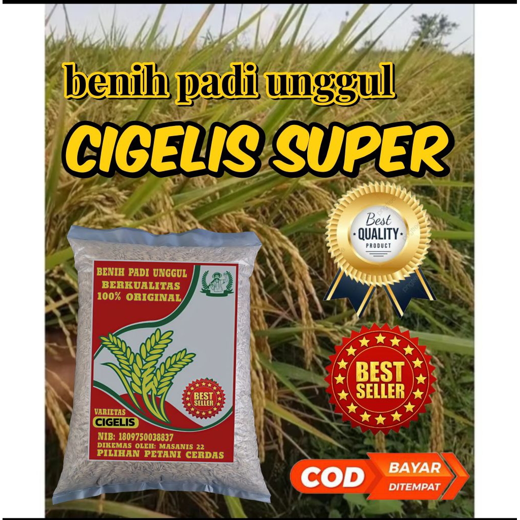 BENIH PADI CIGEULIS SUPER UNGGUL 5KG