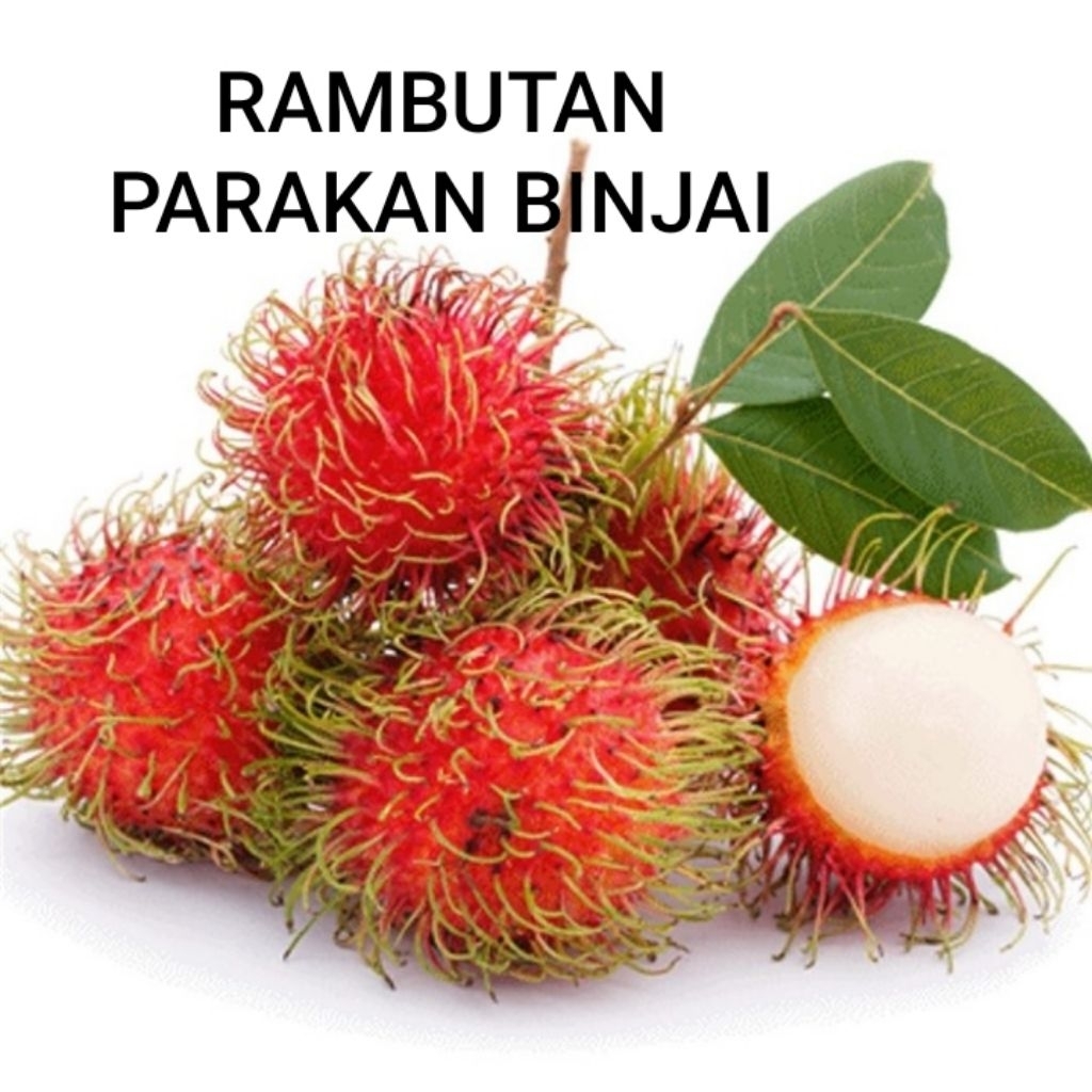 BUAH RAMBUTAN PARAKAN BINJAI FULL MERAH MENOR MANIS