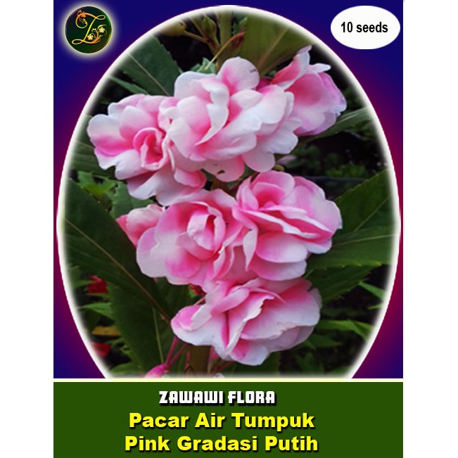 Benih Pacar Air Tumpuk Pink Gradasi Putih