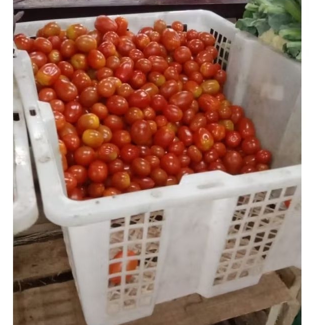 Tomat Ceri Kecil Segar 1kg - Tomat Cherry Fresh 1 kg