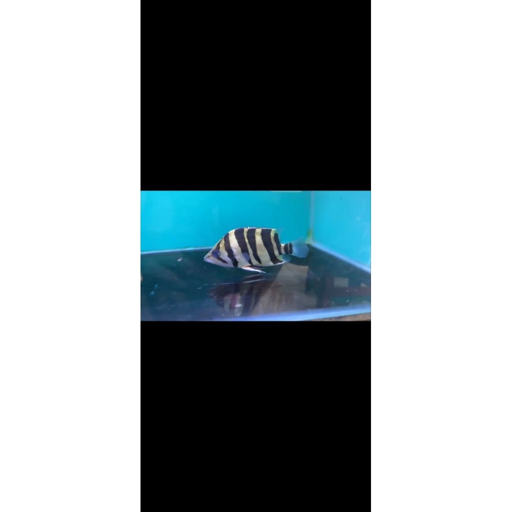 Datz sumatra 4bar 10-12cm