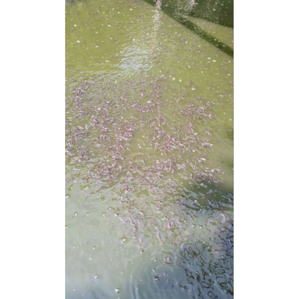 Bibit lele / pakan predator / bibit lele berkualitas per 100 ekor uk 4cm