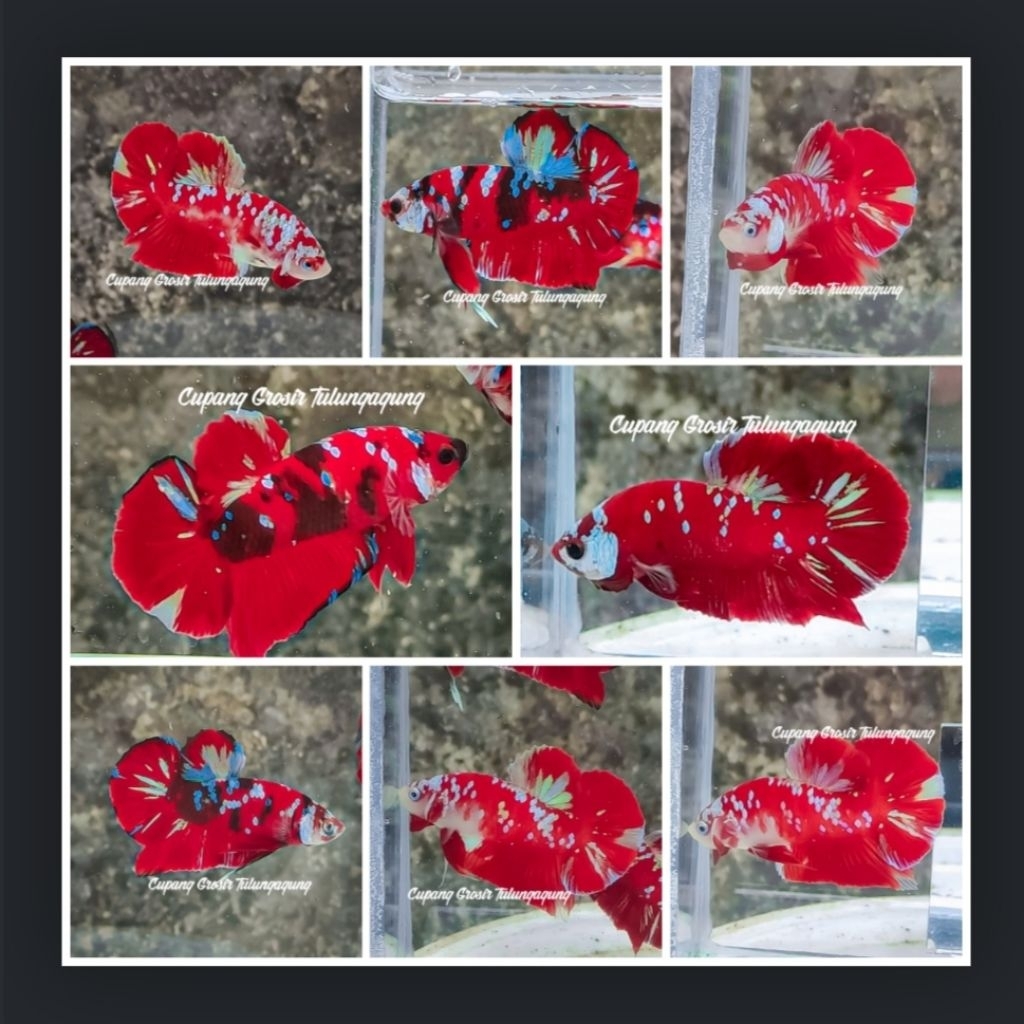 BAHANAN RED KOI GALAXY USIA 3 BULAN TOP GRADE 7,5K