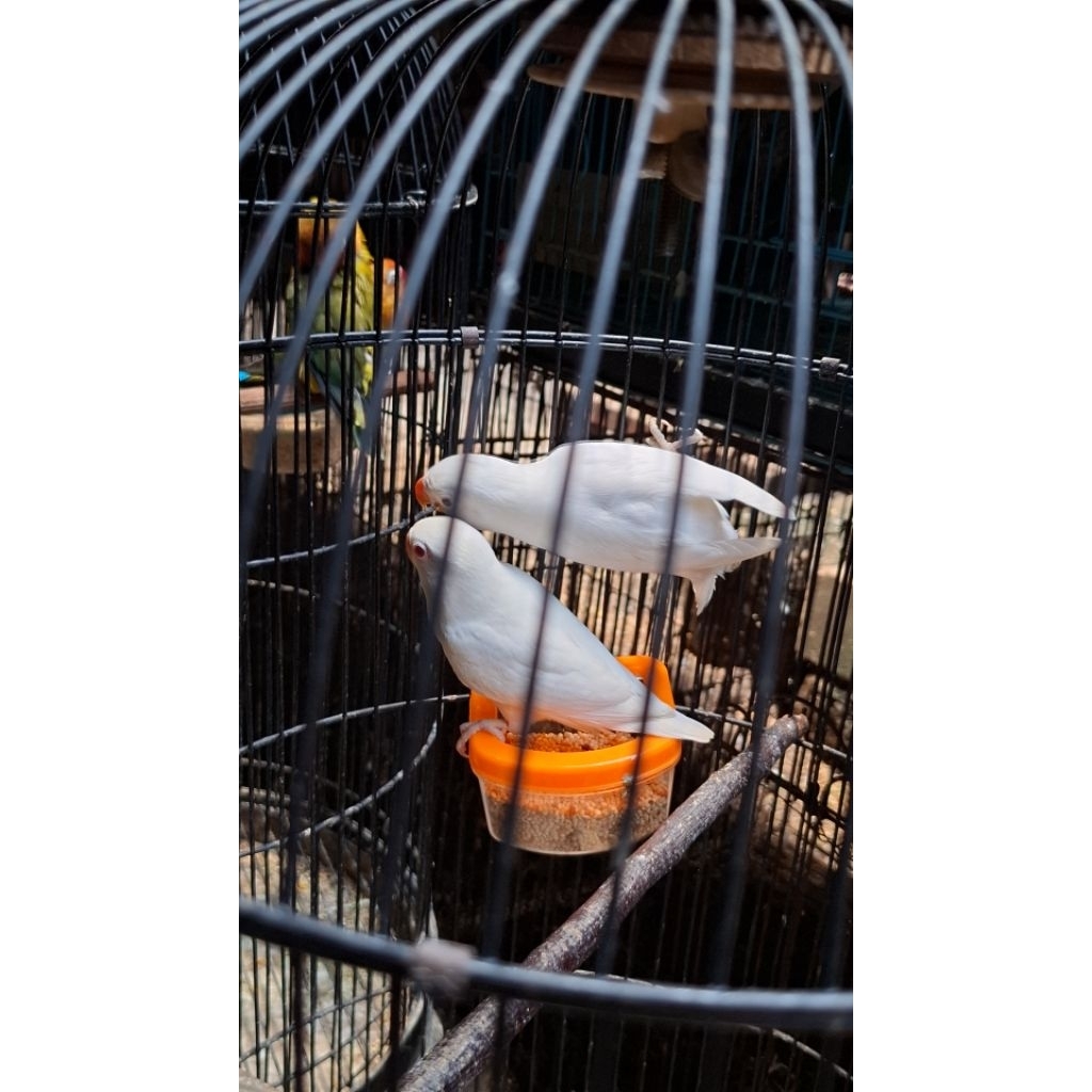 Love bird Albino Mata Merah