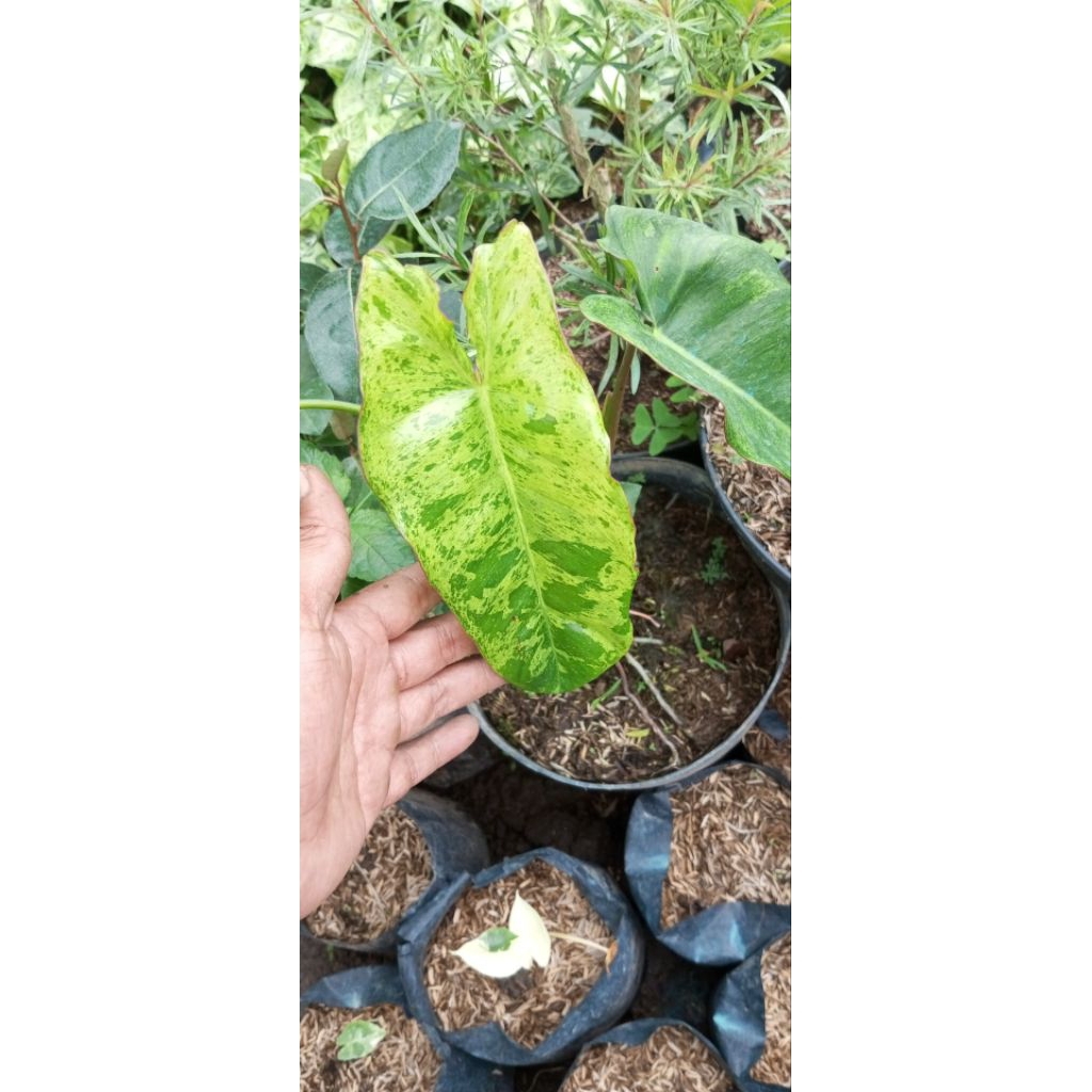 Tanaman Philodendron Paraiso Verde varigata.