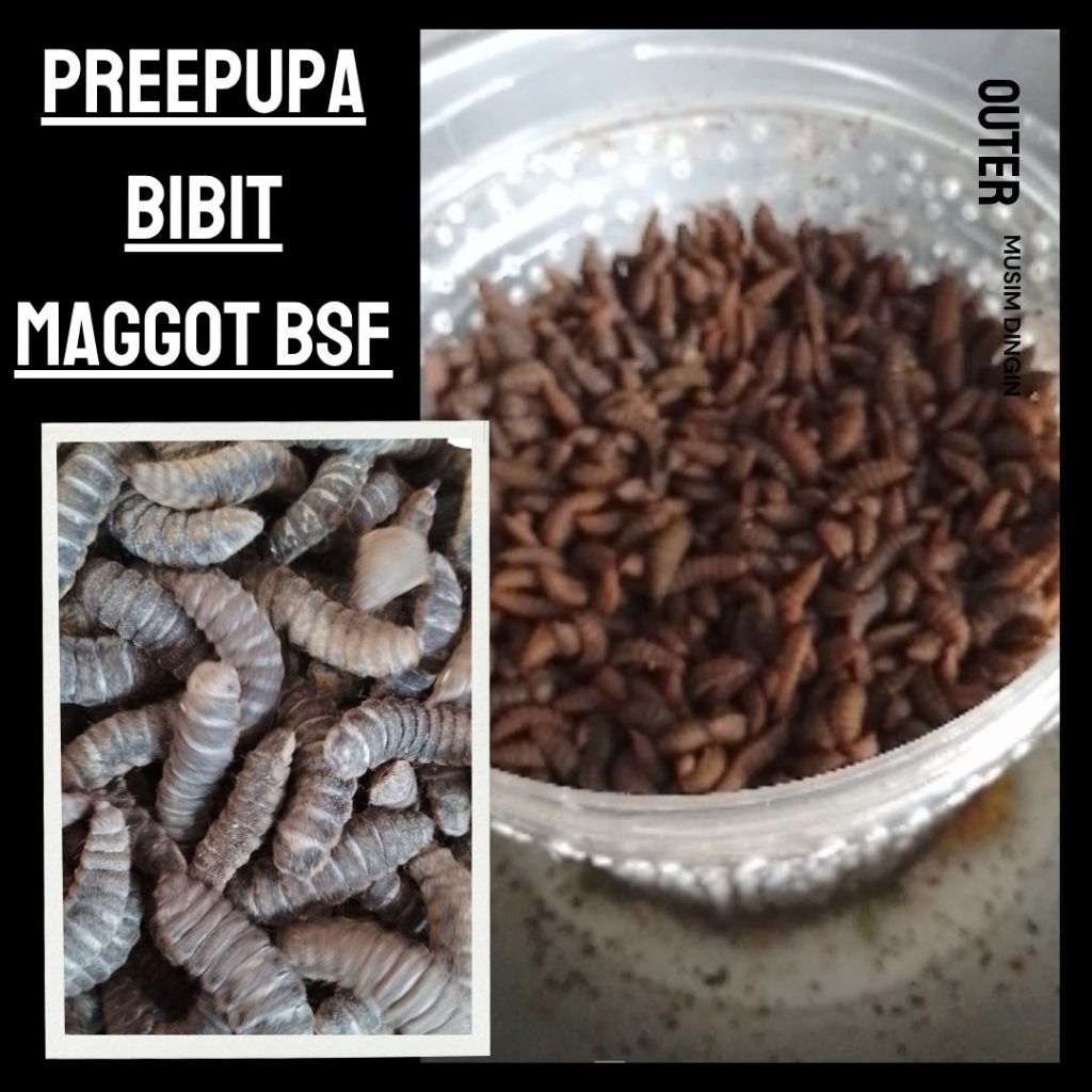 Preepupa Maggot BSF, bibit lalat BSF bibit magot termurah 1/2 kg penghasil telur magot bsf