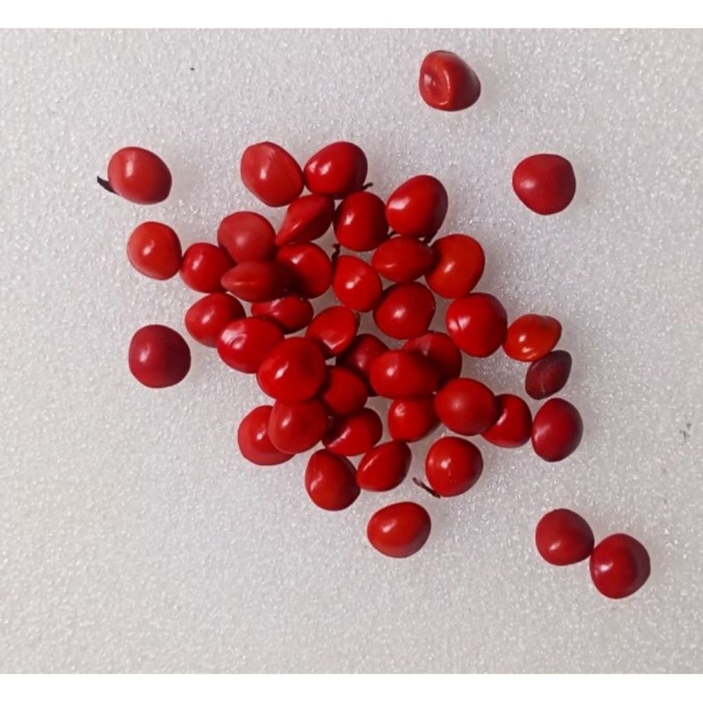 benih biji saga merah bisa untuk art atau kerajinan tangan