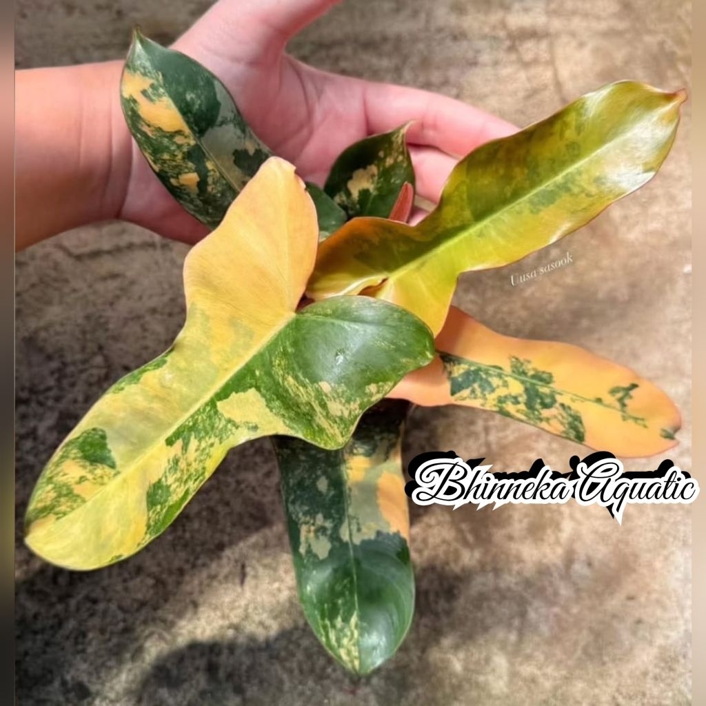 Tanaman Hias Philodendron Brown Beauty Florida Beauty x Black Billitiae Variegated Variegata Varigat