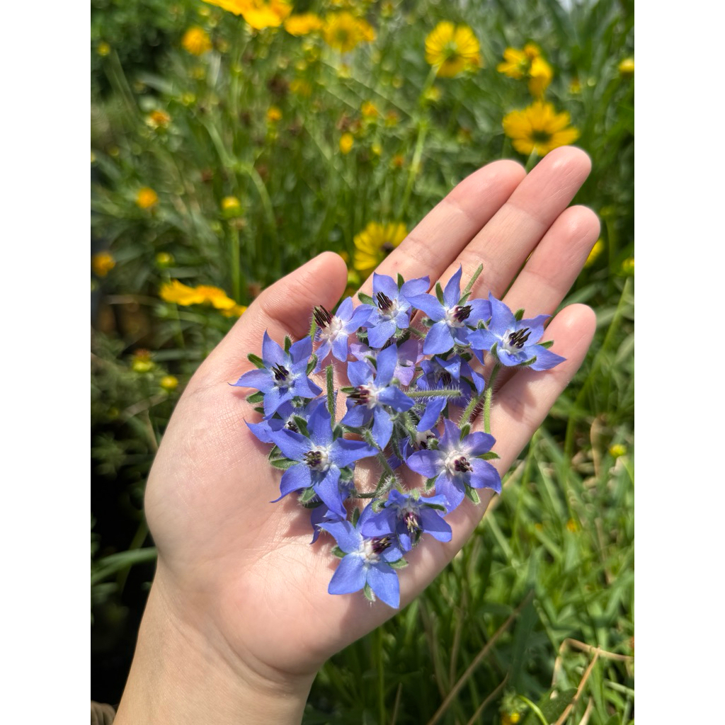 Borage | edible flower | garnish makanan | hiasan makanan | garnish minuman |