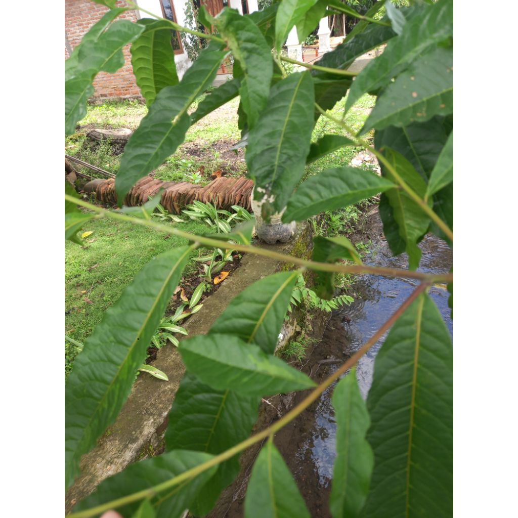 Daun Bahan Ecoprint, Nusaa Batik