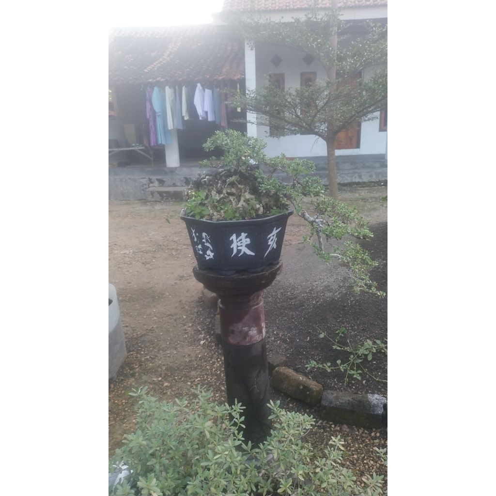 Santigi karang/ santigi terjun/ hiasan rumah