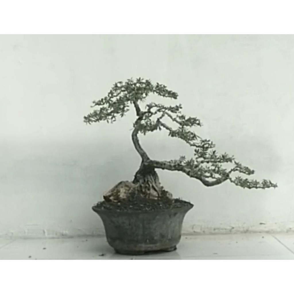 BONSAI/HIASAN RUMAH/SANTIGI KARANG