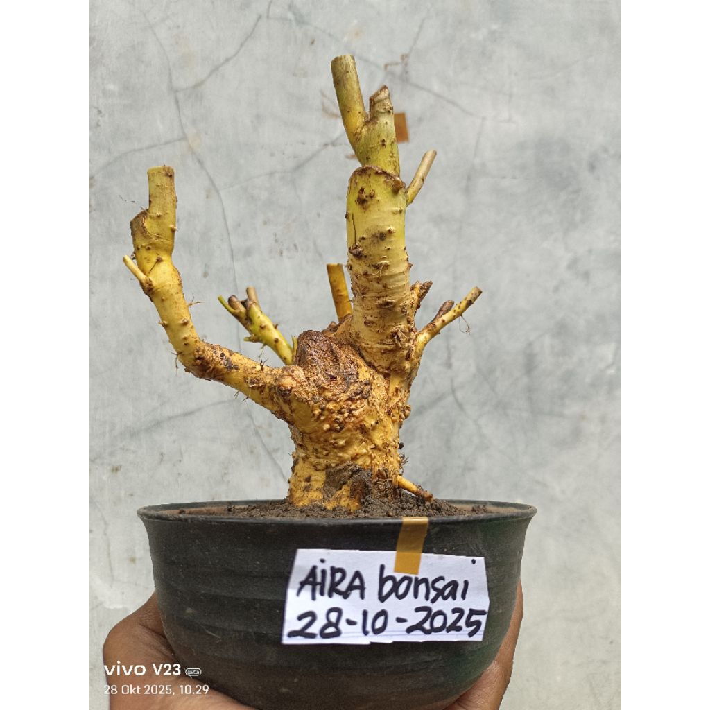 bahan bonsai serut dongkelan