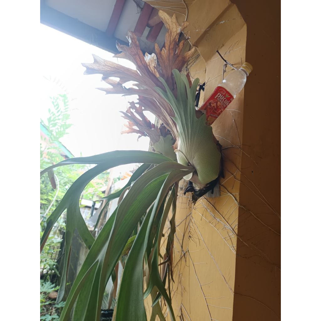 Kadaka Tanduk Rusa - Kadaka Uncal - Tanaman Hias