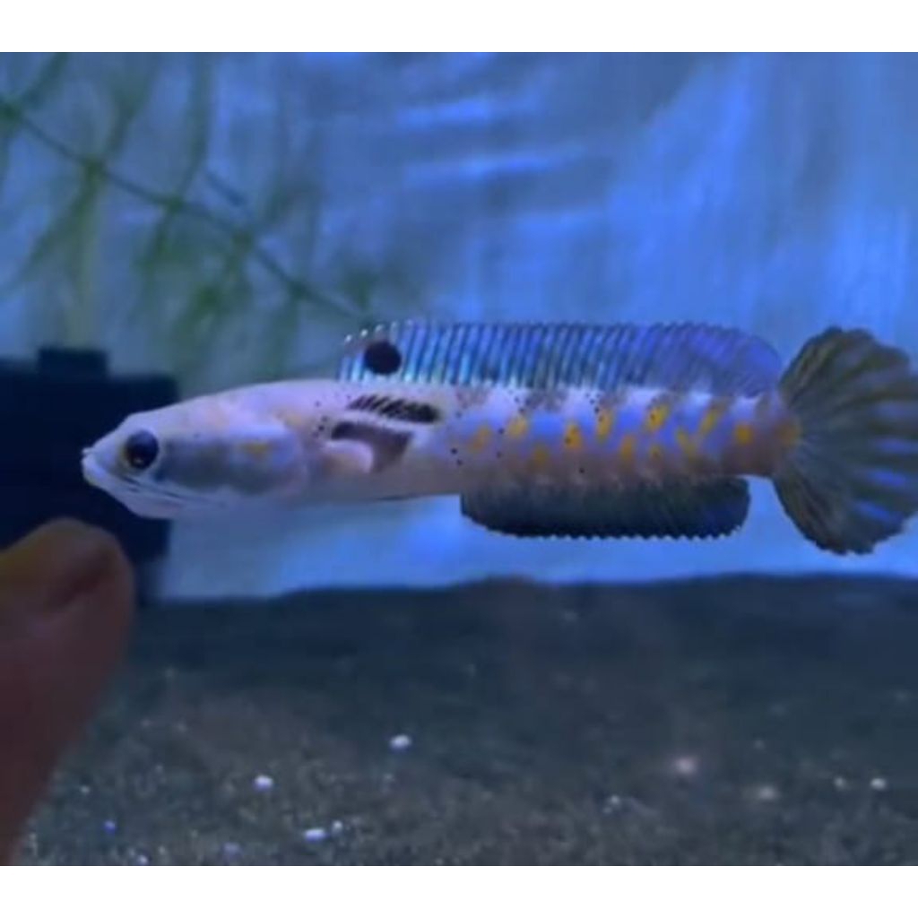 patung channa bp/ blue pulcra Good quality full pelet